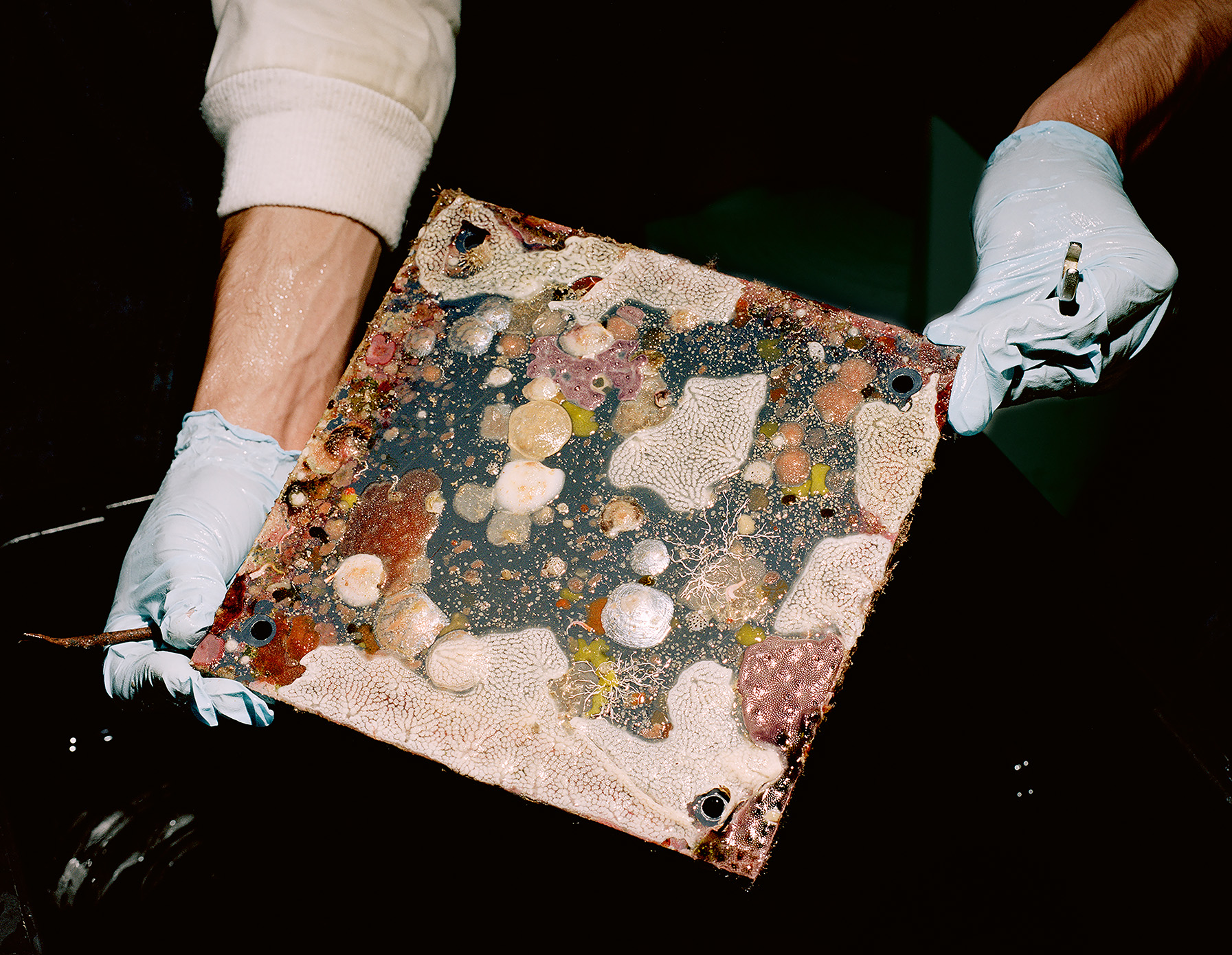 Onorato Krebs Water Column 10 Upscaled Rgb