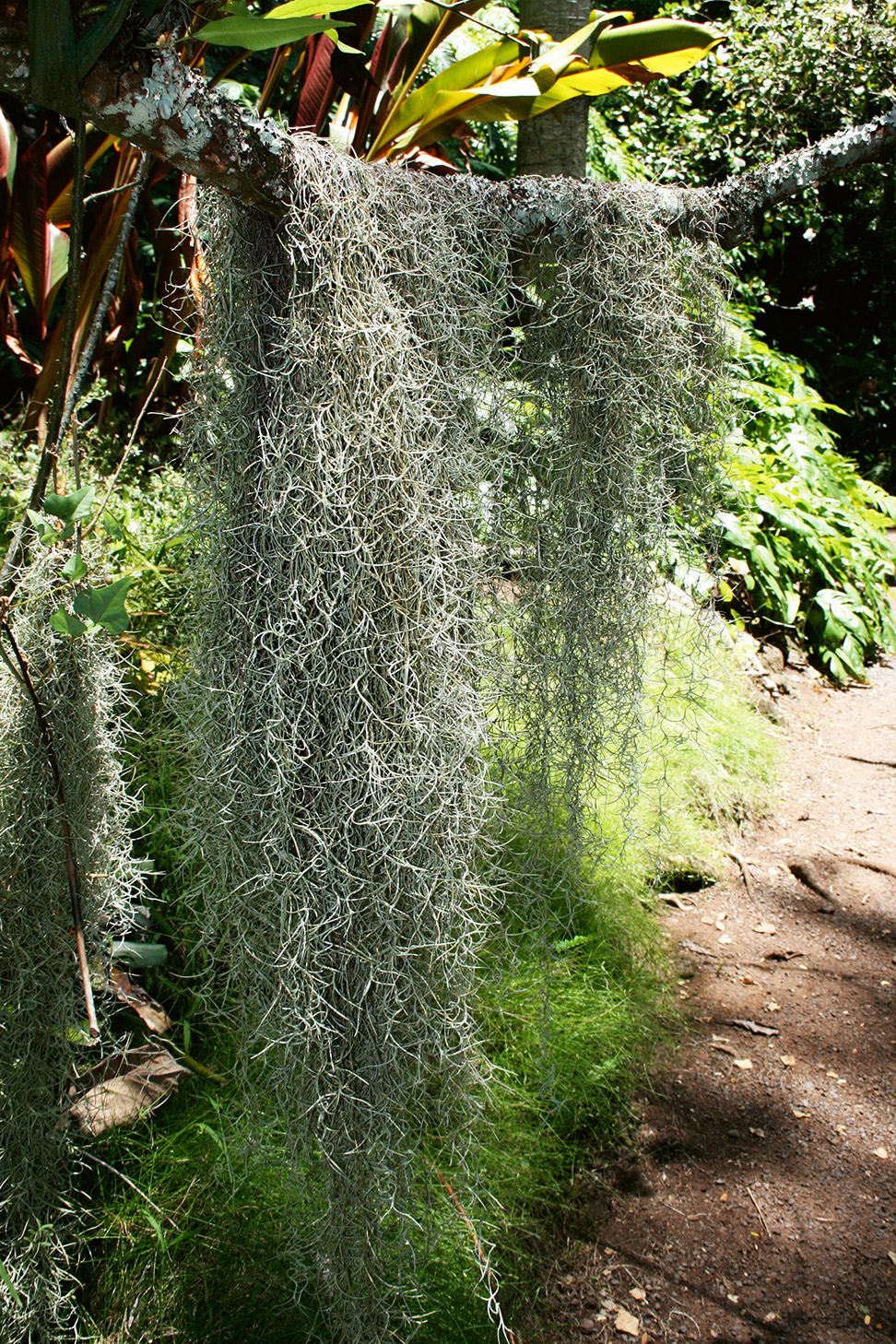 Spanish Moss At The Mcbryde Garden In Hawaii